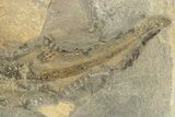 Permian Amphibian (Sclerocephalus) Fossil - Germany #264548-1